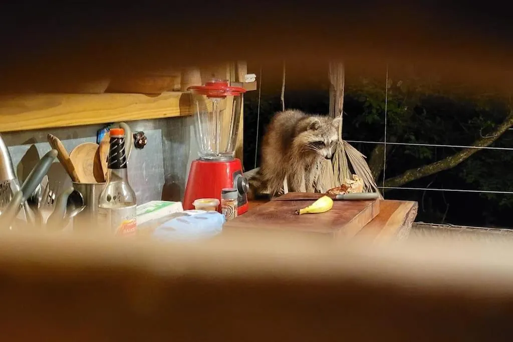 Cabane Entre Les Arbres Deshaies Prázdninový dům